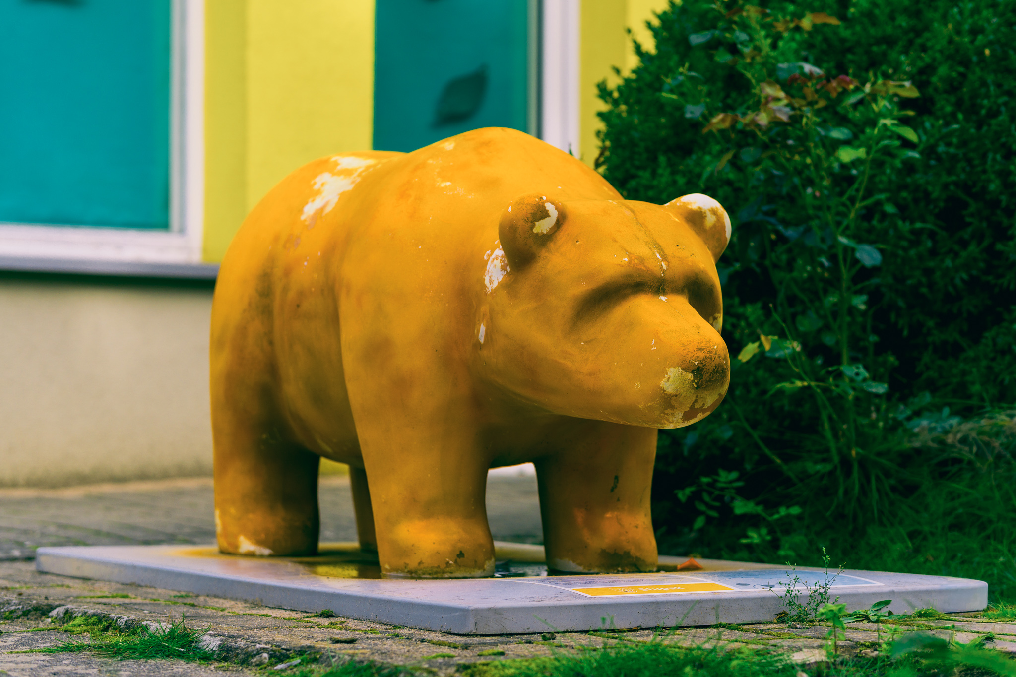 Niedźwiadek Bursztynowy – fotografia 3