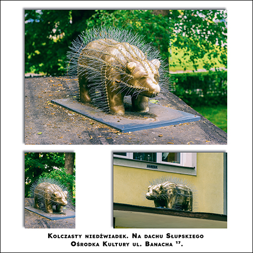 Niedźwiadek Kolczasty