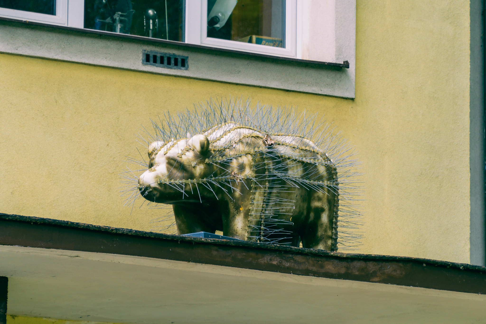 Niedźwiadek Kolczasty – fotografia 2