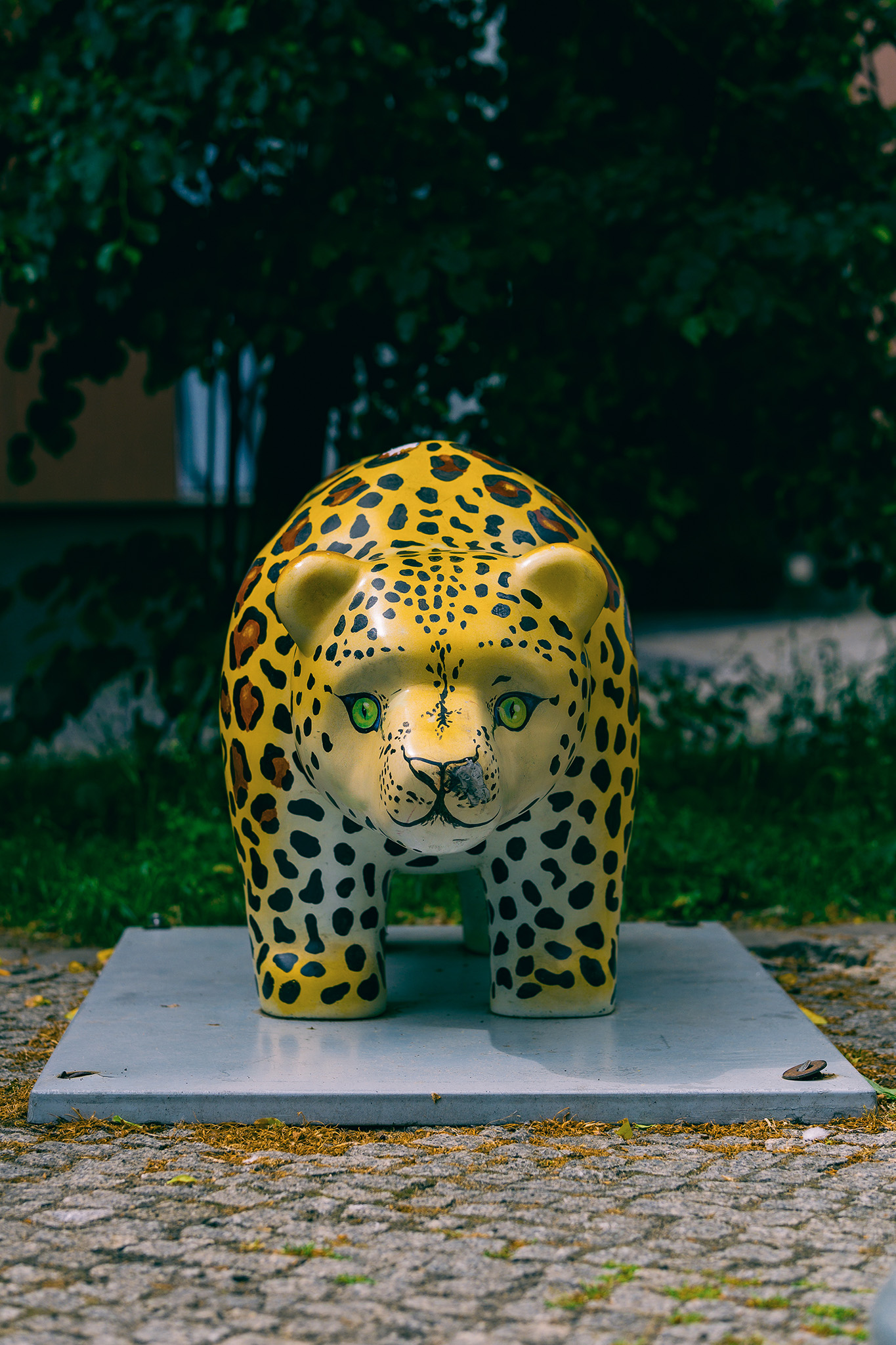Niedźwiadek Lampart – fotografia 3